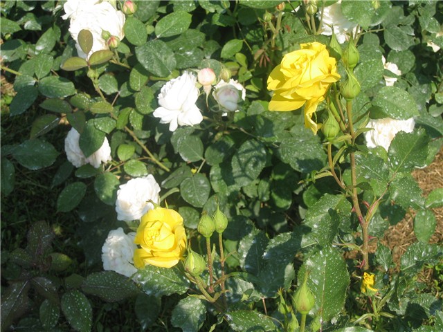 Friesia